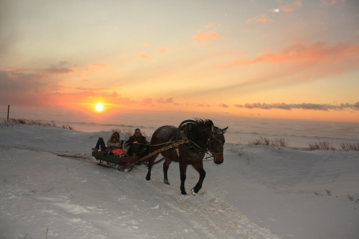 Лошадь запряженная в сани