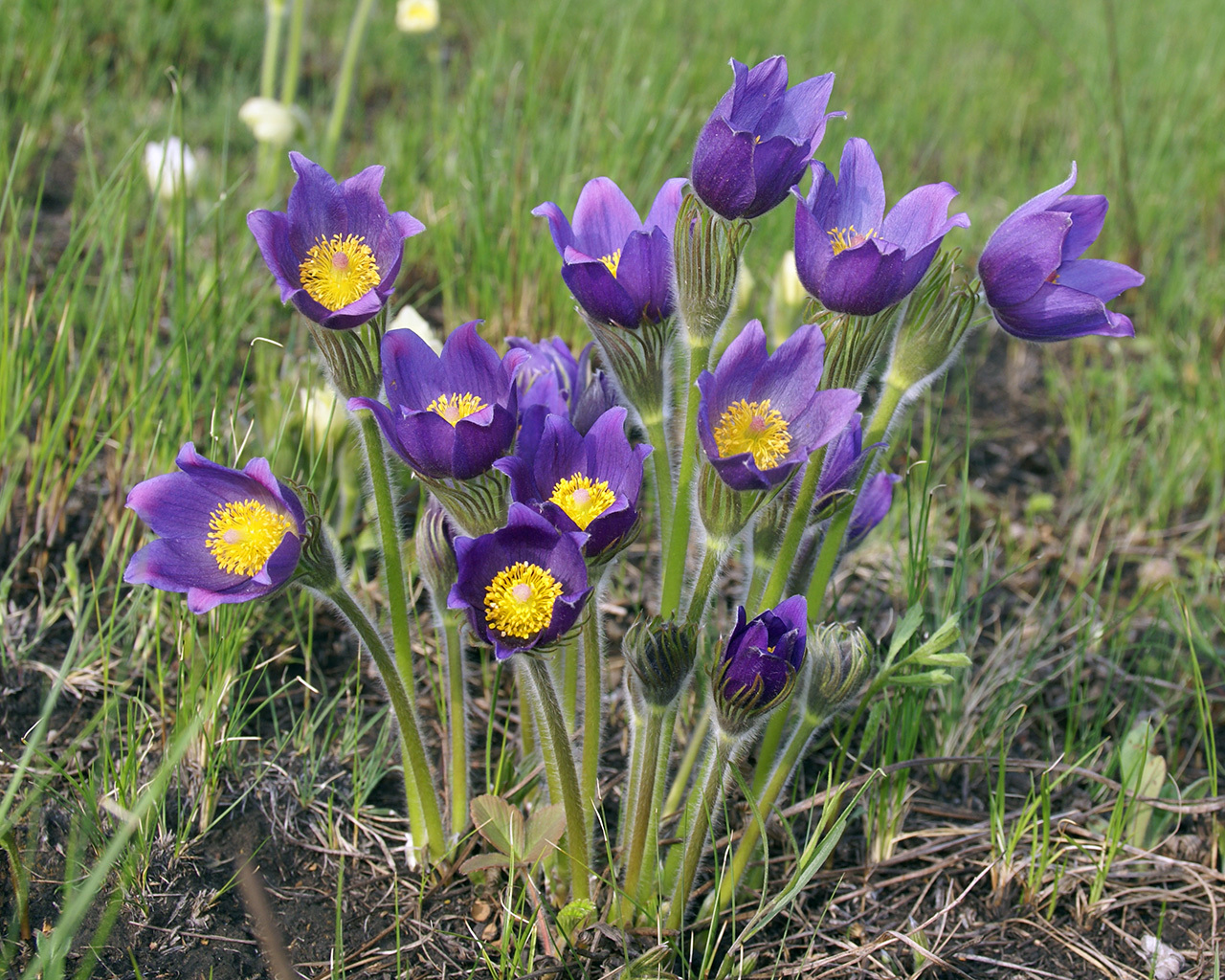 Полевые цветы Сибири