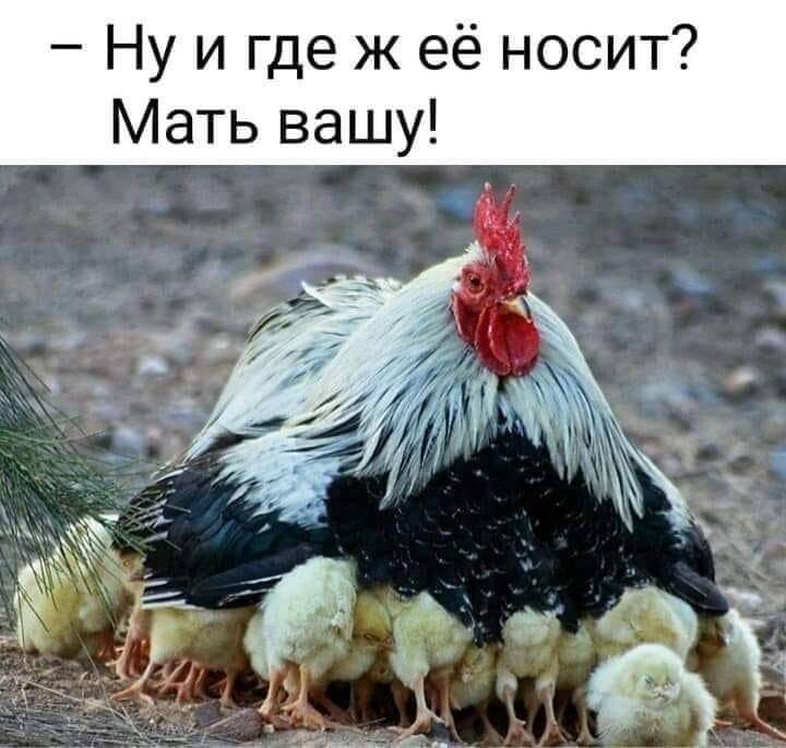 Смешные картинки про кур