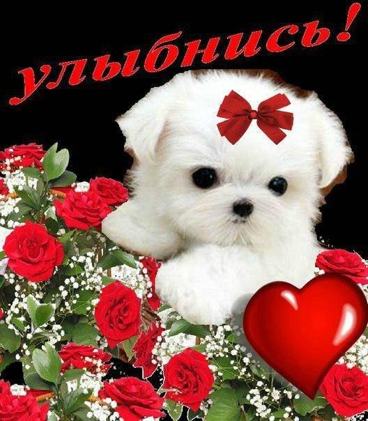 белая улыбка приветик лапочка картинки выбор вариаций полированного