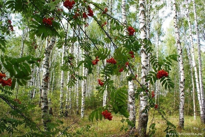 Береза и рябина картинки