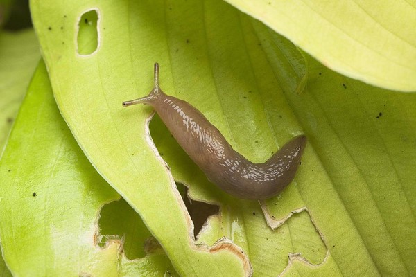 ВРЕДИТЕЛЯМ ДОСТОЙНЫЙ ОТПОР 🐛🦟🐌

Против многих вредителей - 700г неочищеных луковиц чеснока мелко нарезать, ошпарить 10л кипятка, кипятить 2-3ч . процедить, разбавить водой (1:1) Поливать гряды из расчета 0,5л на 1кв.м.
На ведро воды 1 спичечный коробок медного купороса и поливать (опрыскивать) прямо по слизням.
Известью пушенкой дорожки бетонные посыпать, слизни по ней ночью бродят и брюхо им разъедает. Даже если и прошел дождь и все смыл на грядки - пушонка не окажет плохого воздействия никаким растениям.
Посыпать золой для отпугивания.
Нашатырный спирт - 100%. 1 аптечная бутылочка (40 мл) на 5-6 л воды (или 2-3ст ложки нашатырного спирта на 1л) и пролить из лейки. Сначала интенсивно шевелятся, а минут через 5 погибают. Опрыскивать нужно всю площадь вместе с посадками, через пару-тройку мин вернуться и повторить(они из земли повылезают, из кочанов капусты) Возможно поможет и меньшая концентрация - не пробовала. Кстати, 40 мл на 10л воды спасли мою землянику от личинки майского жука. Пролила 1 раз весной.
Налить ПИВО или КВАС в неглубокие лоточки глубиной 1,5-2 см и расставить по разным местам в огороде. Пиво надо наливать вечером, чтобы оно не успело выдохнуться до того момента, когда слизни начнут вылазить из укромных уголков(около 8-9 часов вечера) и сползаться на запах дрожжей.
К этим пахучим лоткам слизни ползут тучами. Те, которые залезут в пиво - подыхают, а те кто не смог забраться, но жаждет напиться, облипают лоток со всех сторон. Вот здесь их и надо брать "тепленькими" и бросать в соленую воду, а можно в кипяток.
Лучшее время для сбора и уничтожения слизней - утро. А вечером вновь залить новую порцию свежего пива или кваса. Дорого, но эффективно!
#дача #огород #борьба_с_вредителями