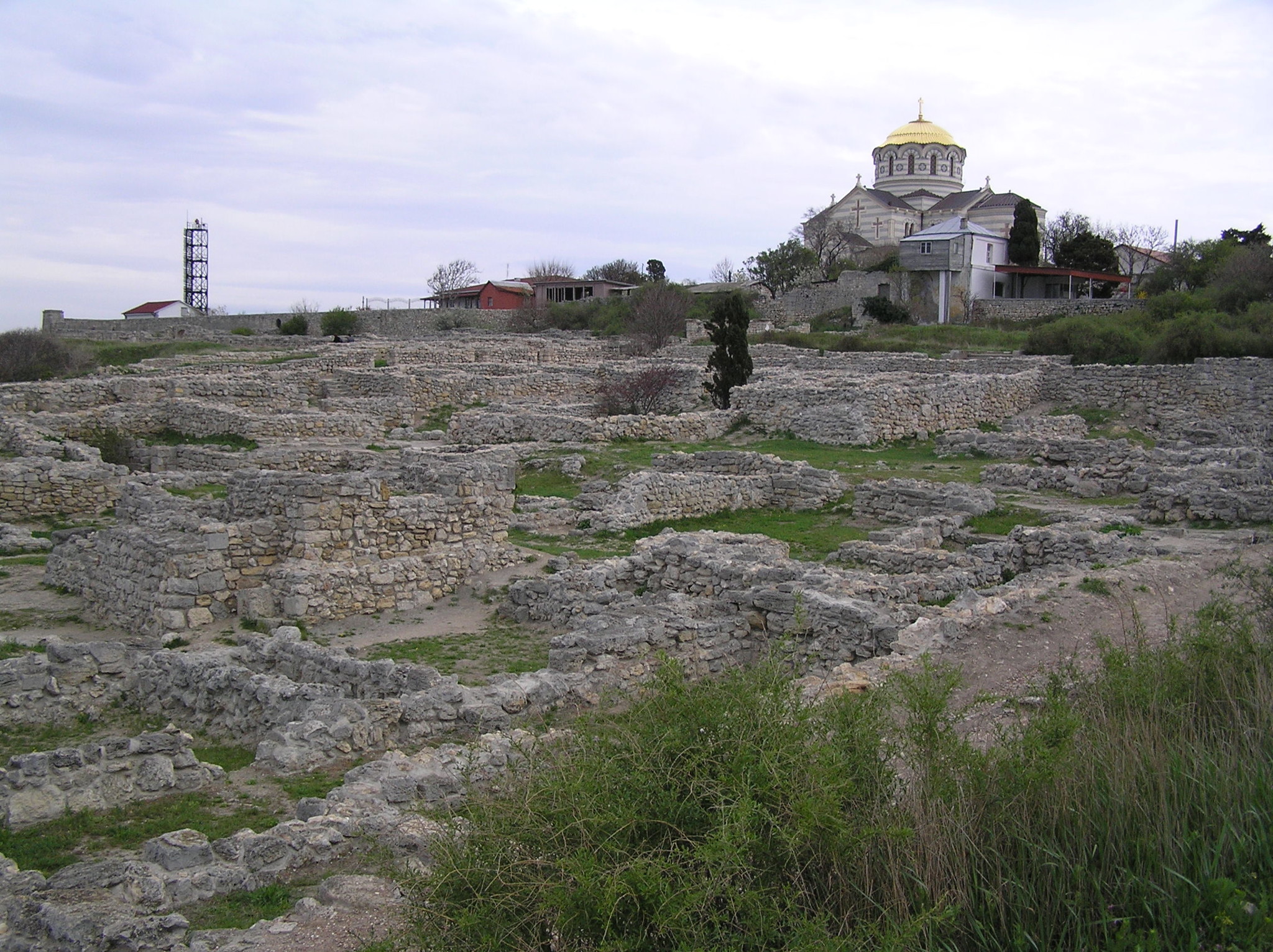 Роза херсонес фото