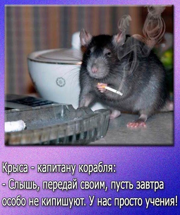 Картинки с надписями люди какие же вы крысы, открытки сестре открытки