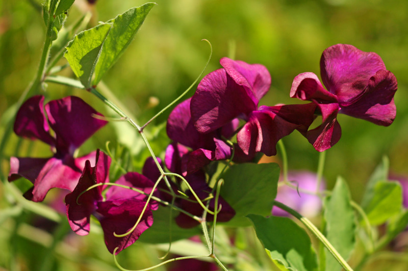 Душистый это. Душистый горошек Спенсер Божоле. Lathyrus odoratus 'Beaujolais'. Душистый горошек Лиана. Мотыльковый горошек семена.