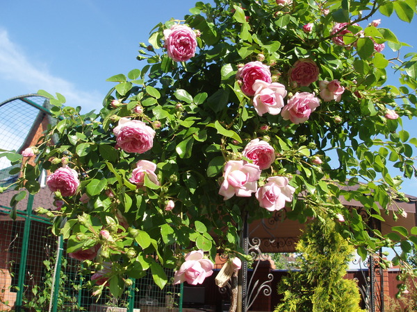 Плетистые розы жасмина фото и описание