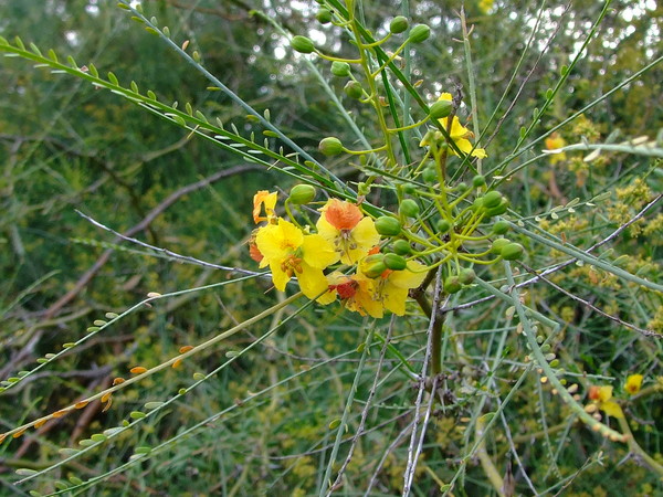 Паркинсония колючая, Иерусалимский Тёрн
Parkinsonia aculeate 
Семейство: Бобовые / Цезальпиниевые (Caesalpinioideae / Caesalpiniaceae) 
Происхождение: Америка (Мексика, Калифорния), Южная Африка

