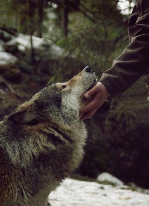Pinterest Wolf love, Wolves photography, Wolf spirit animal