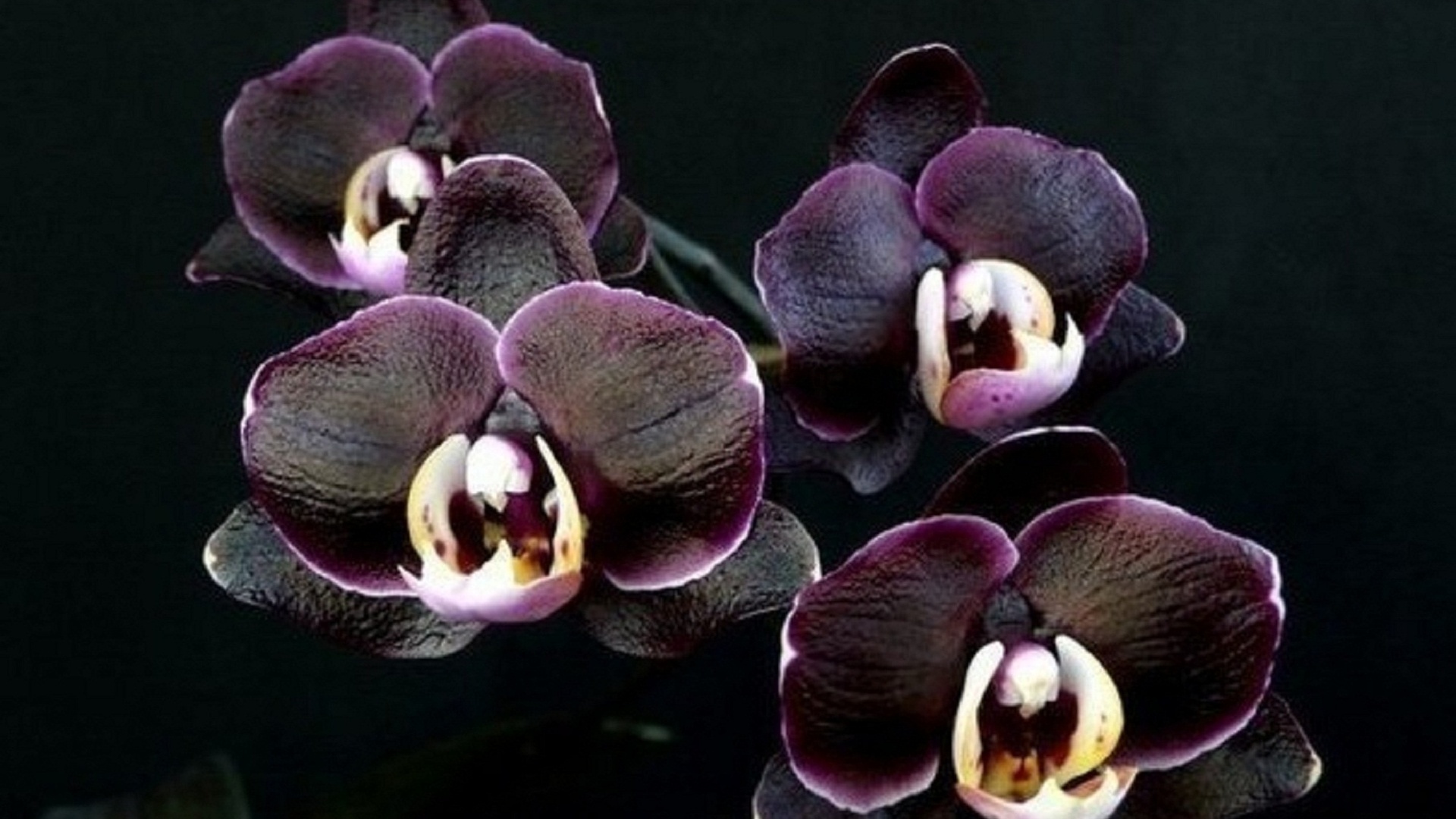 Каода Орхидея фаленопсис