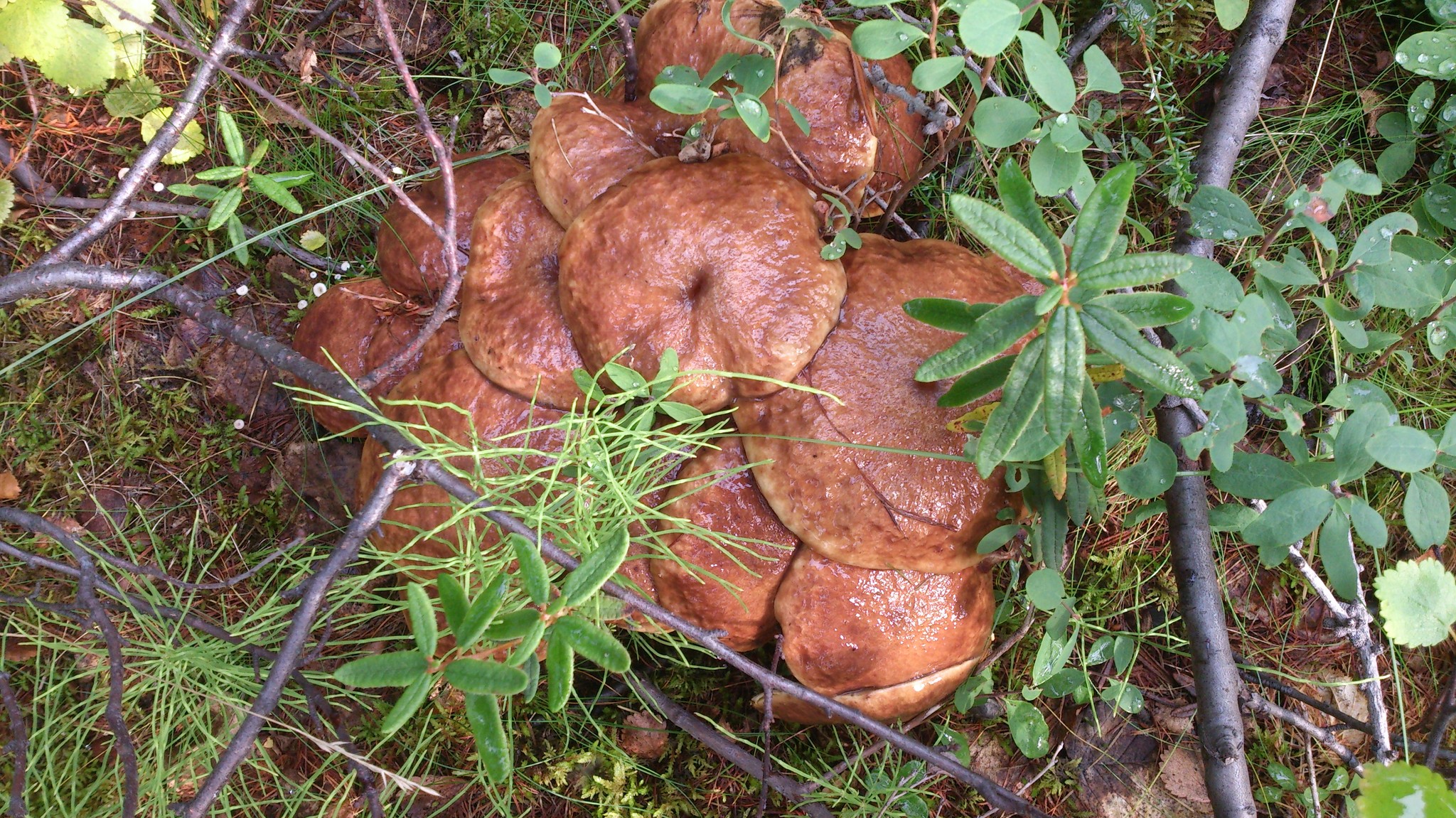 Съедобные грибы Таймыра